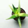 aloe vera en avant revue cosmetechnique