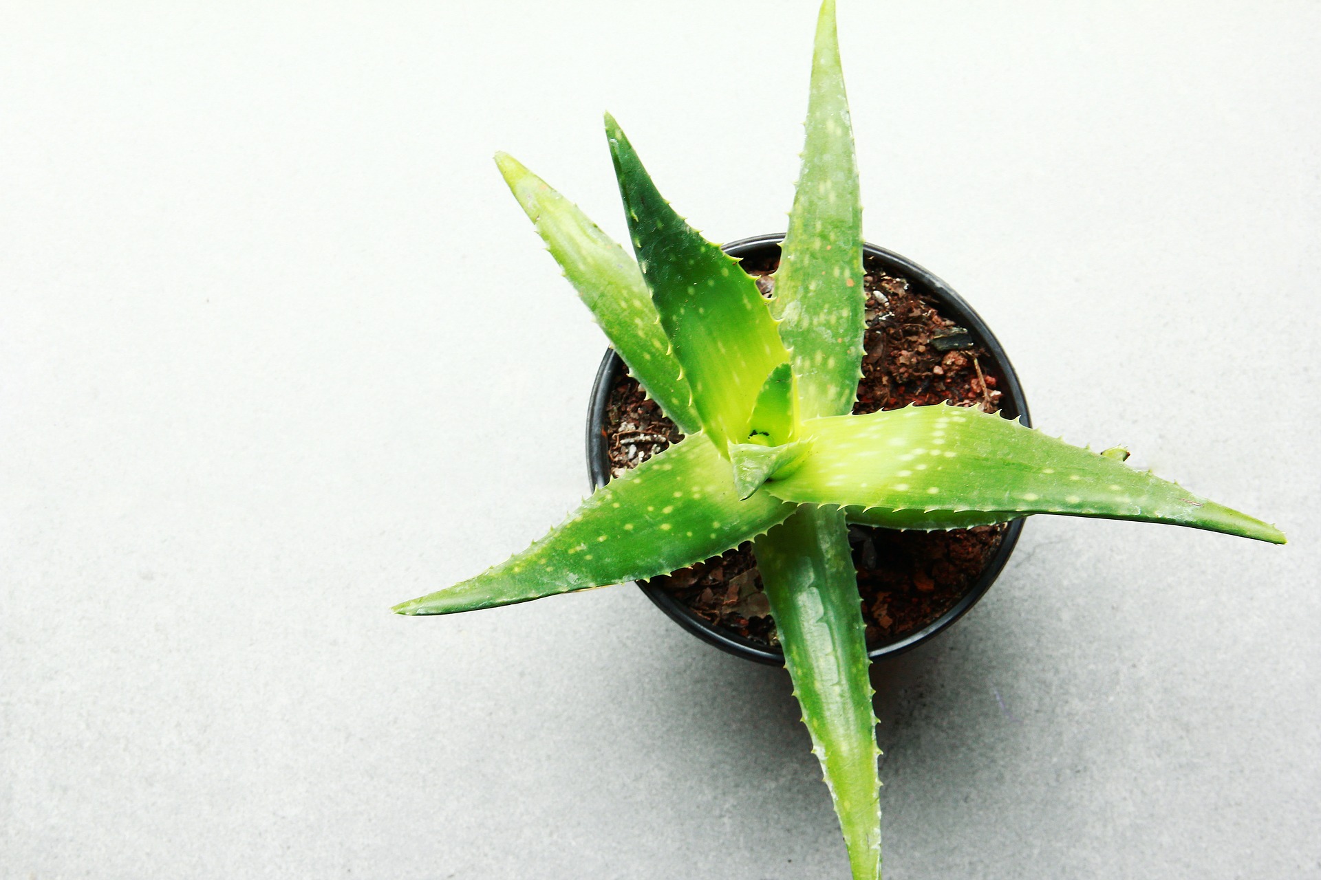 aloe vera en avant revue cosmetechnique