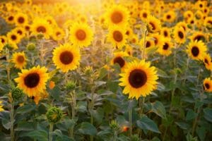 Bienfaits de l'huile de tournesol
