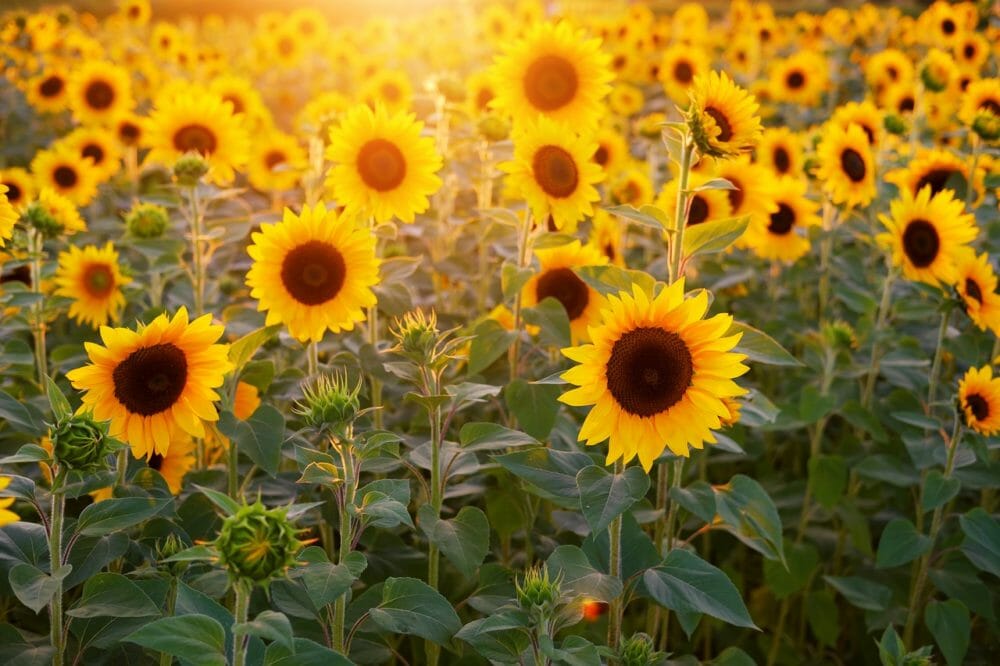 Bienfaits de l'huile de tournesol