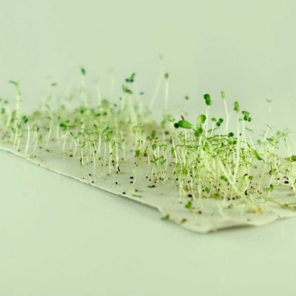 Papier cadeau ensemencé