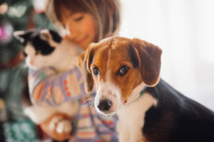 Chien et chat animaux zéro déchet