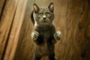 animaux et zéro déchet compatibles